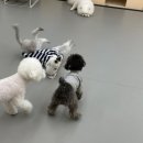 요리조리유치원 이미지