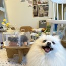 댕댕키친 이미지