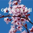 CU(벚꽃점) 이미지