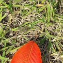 통기타(토) 이미지