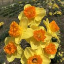 베가팰리스 이미지