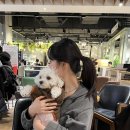 11650-7-8-14 | 어린 강아지 심한급성 장염 입원 8일 후기 1/7~1/14