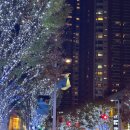 팔공산 아름다운도로 명품가로수길 | 도쿄 야경 명소 롯폰기힐스 일루미네이션 포토존 및 오모테산도 동선