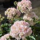 그린엘프 이미지