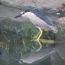 해오라기(Black-crowned Night Heron) 이미지