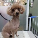 그루밍:담 네이버블로그