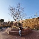 팔공산 애견동반 대형카페 콘티 80 다녀온 후기