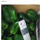 강기성농장 Daum카페
