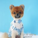 아지펫살롱 이미지