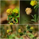 노랑토끼풀, 애기노랑토끼풀 비교(꽃 열매) 이미지