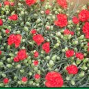 푸른감(푸른感) 이미지