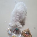 멍린이집 | 택배가능한 펫베이커리 <제로네 간식타임> 밀가루없는 글루텐프리 강아지 빵