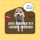 강아지 초콜릿 먹었을때 대처법과 병원다녀온 후기 (+병원비)