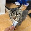 우다다냥 이미지