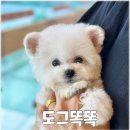 전주강아지분양 미니퍼피 가정견사 직영 | 전주 애견분양 프리미엄 품질 강아지 분양 미니퍼피 가정견사