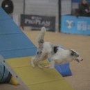 국가대표 챔피언 이미지