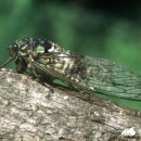 매미농장 이미지