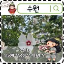 풍경 | 수원 금계국 강아지 산책코스 수원천 무궁화 계망초 계란꽃 여름풍경 후기
