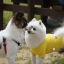 반려동물관리사자격증 이미지