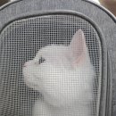 수현메디타워(수현메디프라자) | 안산 고양이 미용 스트레스 줄인 무마취 케어와 호텔 서비스까지 슈슈캣