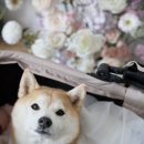 꿈앤플라워 - 도봉구 도봉로 479 | 💐로즈앤모어 플라워디렉팅 후기🫶🏻