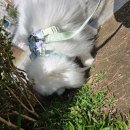 멍줍 강아지 산책 유치원 | 부천 옥길동 강아지 유치원 야외 활동 산책 후기 독투게더