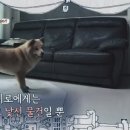 시로씨 이미지