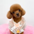 새하얗개 이미지