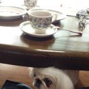 새롬이네애견 이미지