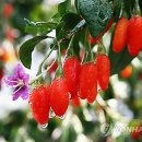 청양인삼약초 연합뉴스
