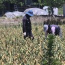 5월19일 화요일 창원방 출석부 함안 악양뚝에는 지금 이미지