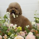 댕글라이프 이미지