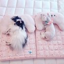 천연사 | [강아지 쿨매트] 리토가토 에어코일 인견 쿨매트🧊