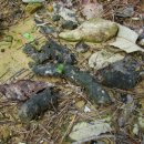 충북알프스자연휴양림 이미지