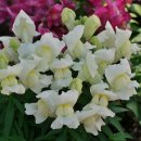 26.5.6.스냅드래곤 Snapdragon-금어초 이미지