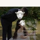 모바일 청첩장 매우 추천 메이크디어 니즈 충족 완료