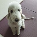 반려견 피부병 말라세지아 검사와 치료방법