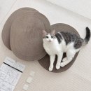 레슬링연구소 | 두잇 신상 티라미수 보드 3층 + 2층 티라미수 보드 비교 | 고양이들이 좋아하는 대형 스크래쳐