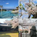 (주)제주신화항공여행사 | 2026 제주 벚꽃 개화 시기 3,4월 봄 제주 여행 항공권, 호텔, 벚꽃 명소 추천