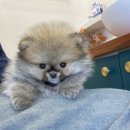 테일러퍼피 이미지