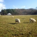 인덕목장 이미지