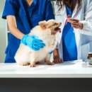 라온 동물 메디컬센터 이미지