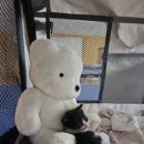 이소켄넬 | [내돈내산] 고양이 이동장 추천 | 옥희독희