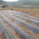 백조농장(2) 이미지