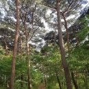 소나무 이미지