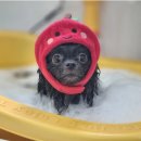 SM펫살롱 | 의정부을지대애견호텔을 찾는다면?