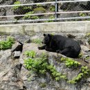 의신 베어빌리지 이미지