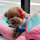 뽀삐애견샵 이미지