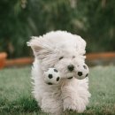 하얀강아지 이미지