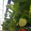 단산농장 이미지